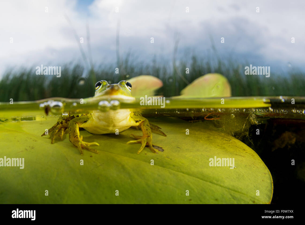 Frog Pelophylax lessonae (piscine) sur une feuille de nénuphar, Crisan, Delta du Danube, en Roumanie, en juin. Banque D'Images