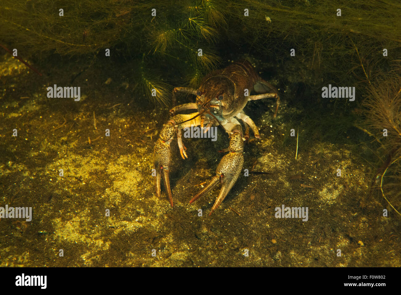 Le galicien des écrevisses (Astacus leptodactylus) à se cacher dans l'herbe, le Delta du Danube, en Roumanie, en juin. Banque D'Images