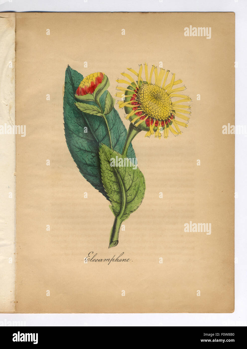 Elecamphane coloriée, guérir, les infirmières de l'Illustration botanique Banque D'Images