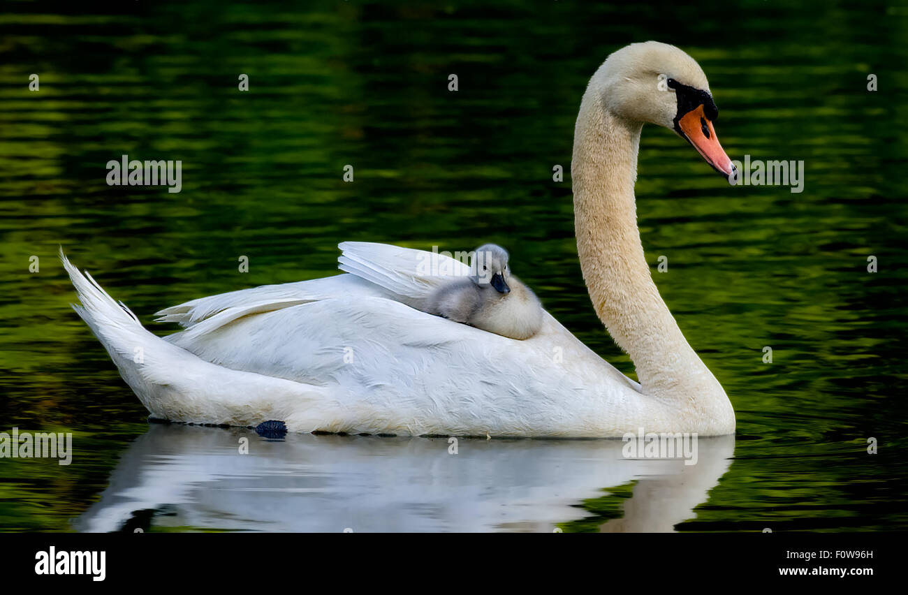 Cygne Tubercule Femelle Nage Dans L Etang Avec Son Bebe Offres Cygnet Sur Son Dos Photo Stock Alamy