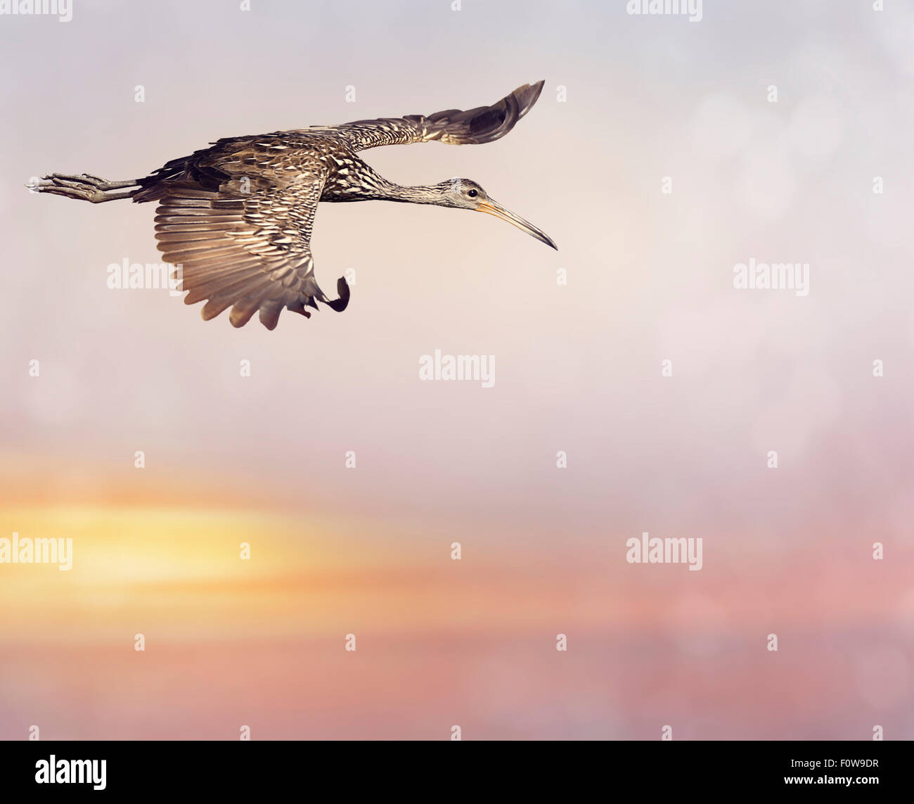 Limpkin Oiseau en vol au coucher du soleil Banque D'Images
