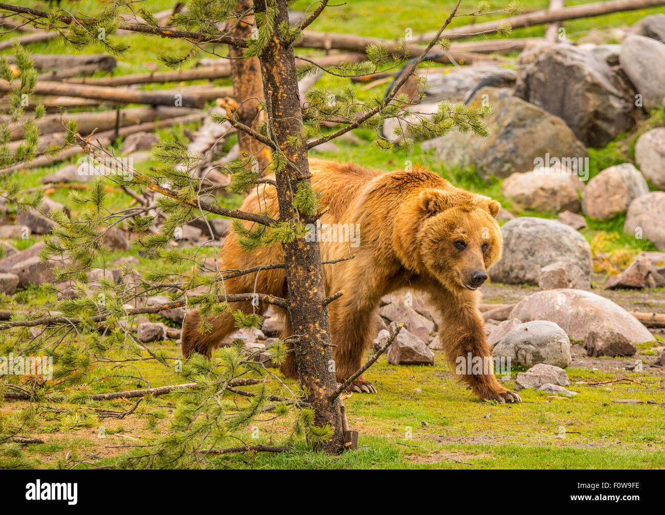 Les jeunes ours grizzli en Alaska au programme de réadaptation, monde de l'ours Grizzly & Wolf Discovery Center, West Yellowstone, Wyoming, Banque D'Images