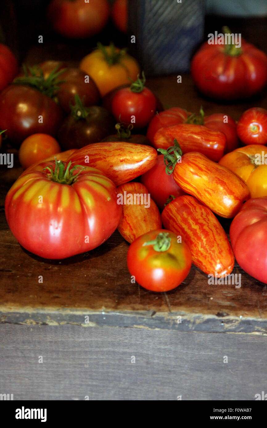 L'échantillonnage des vintage heirloom tomatoes Banque D'Images