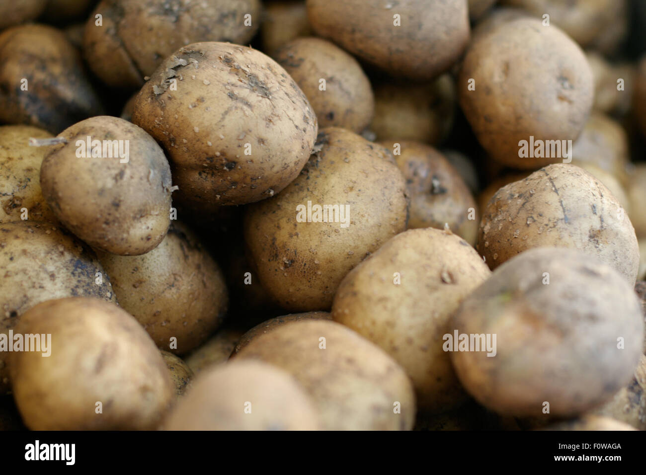 Les pommes de terre roussâtres close up bunch Banque D'Images