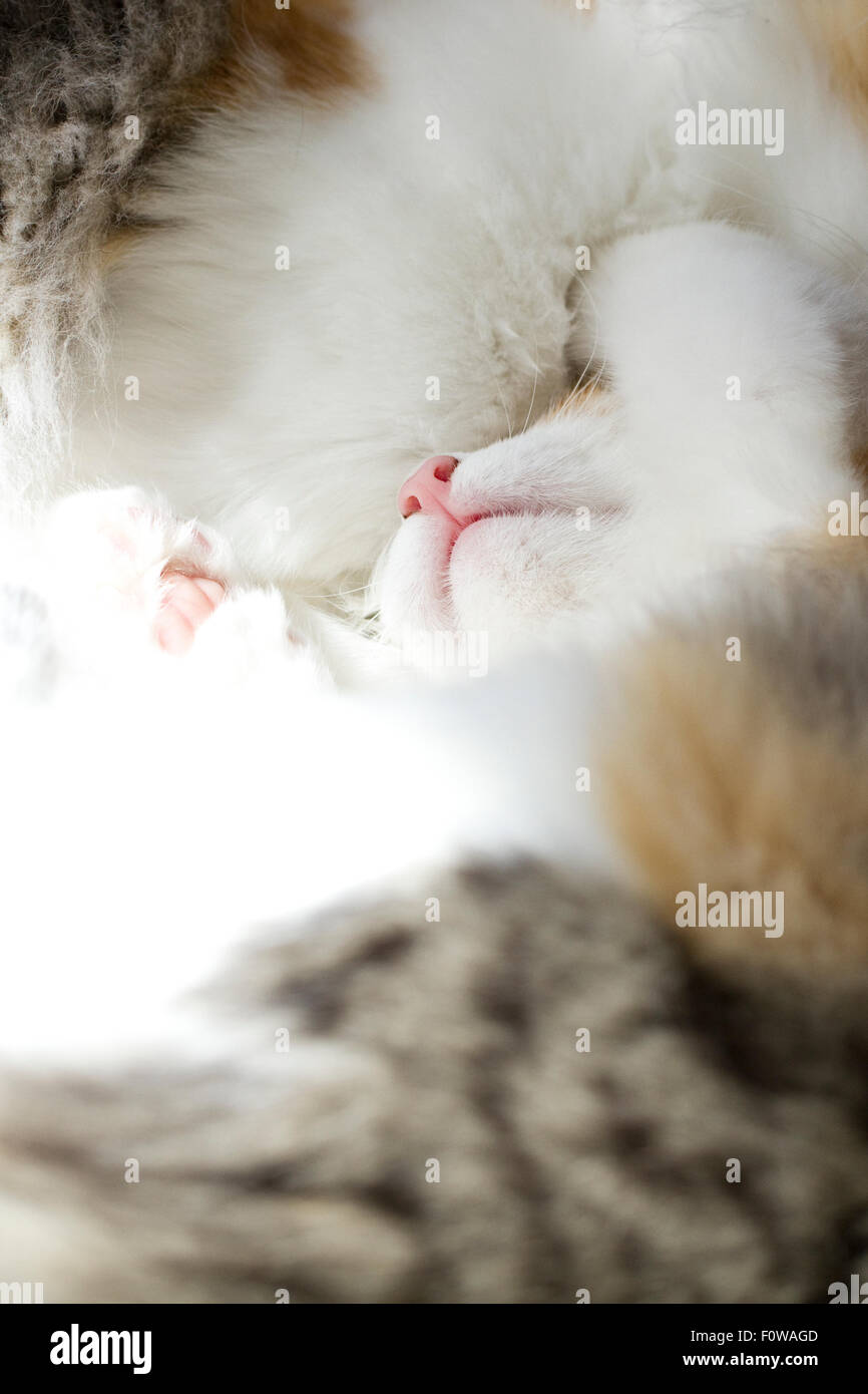 Chatons des forêts norvégiennes dormir ensemble Banque D'Images