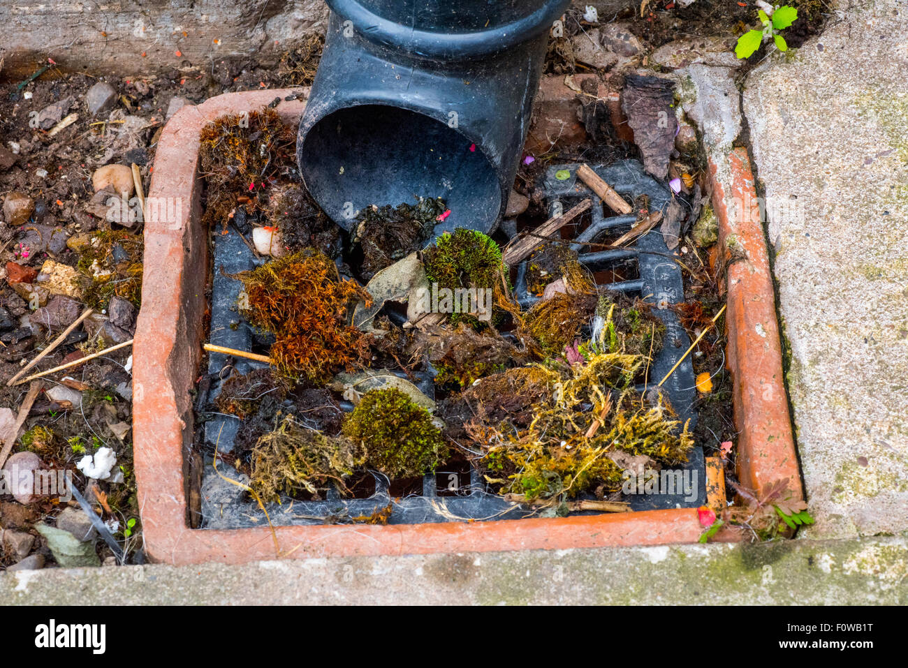 Un récupérateur de couvrir avec des feuilles et de la mousse bloqués Banque D'Images