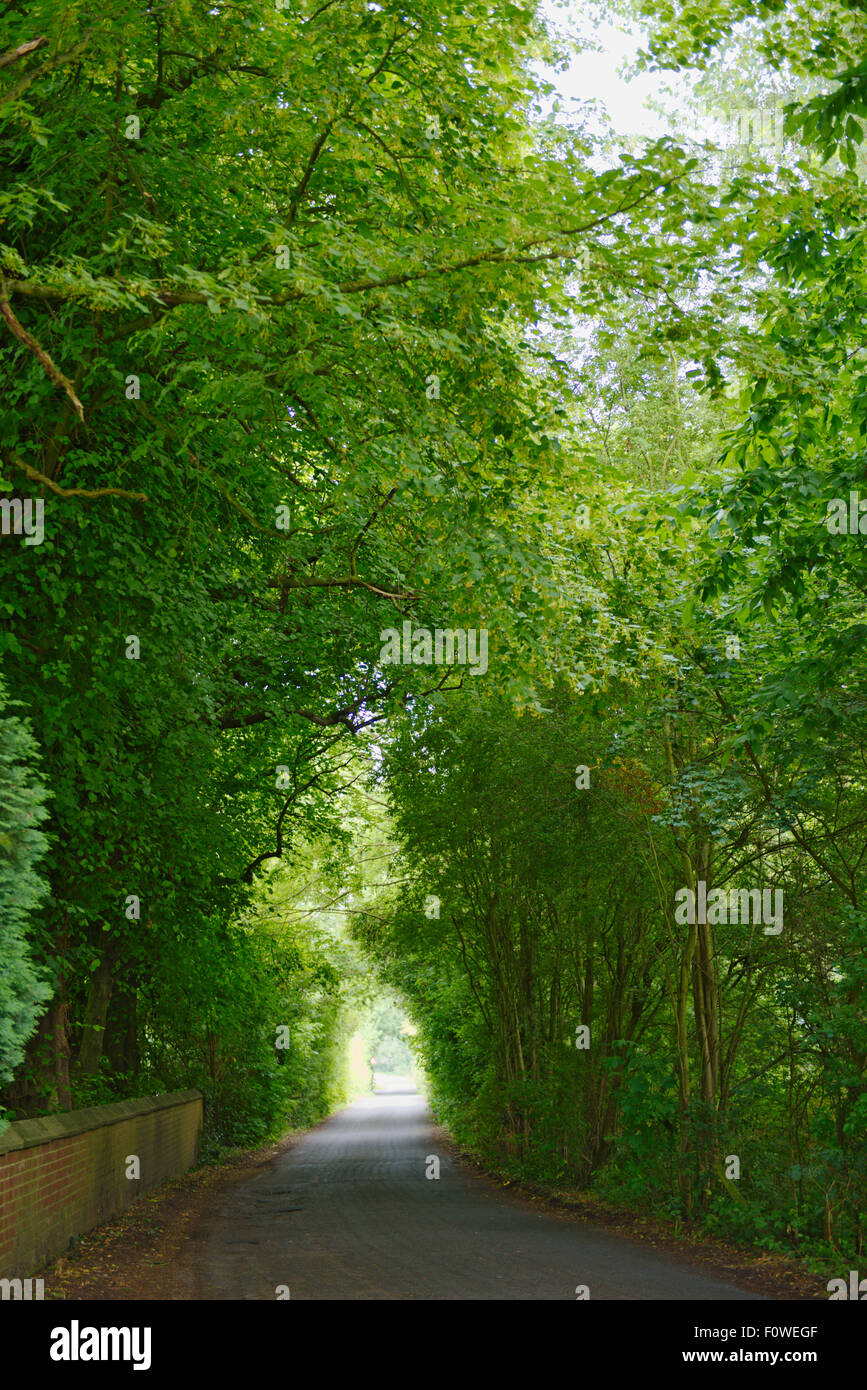 Petit pays lane avec les arbres formant un tunnel Derbyshire Banque D'Images