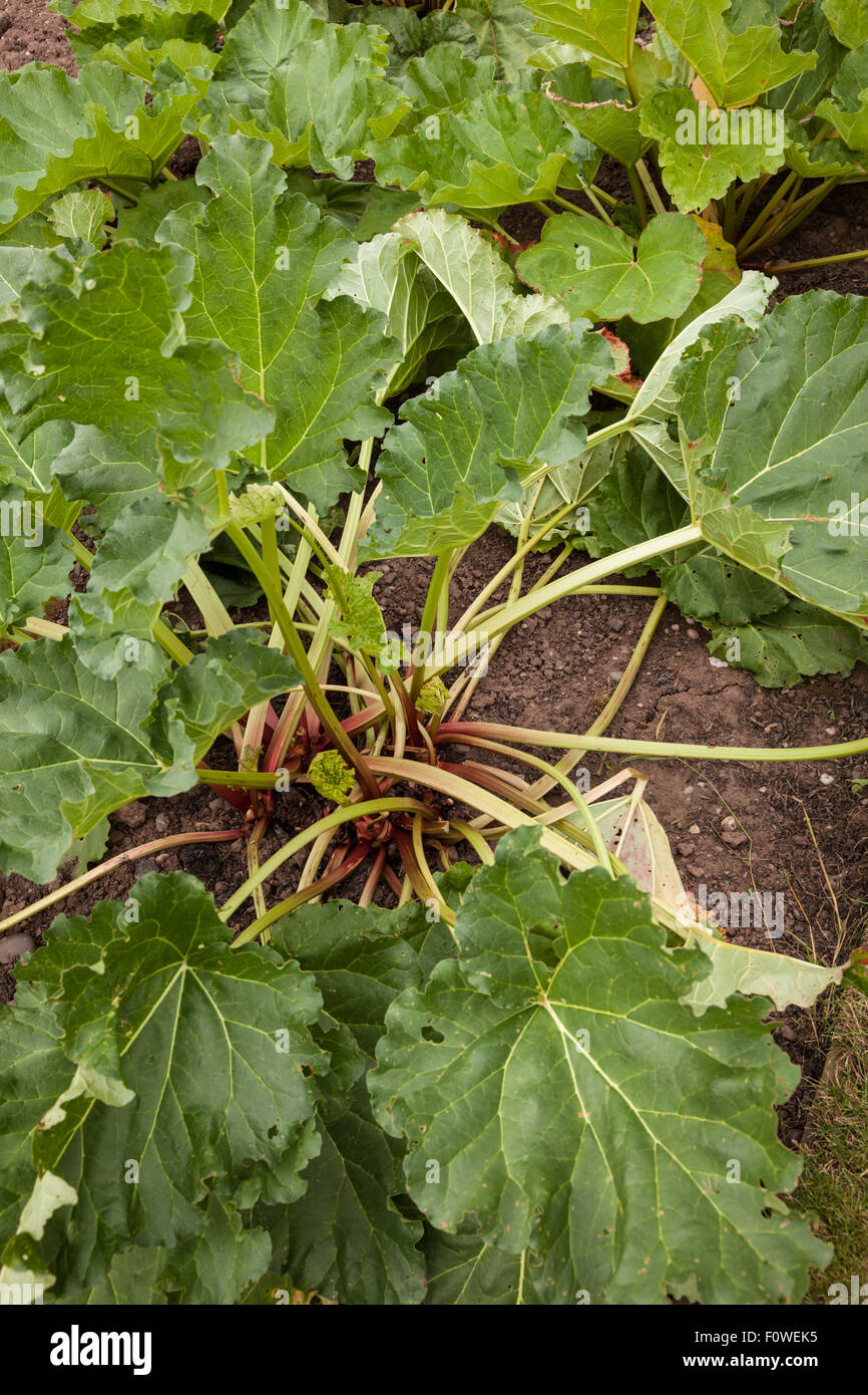 La rhubarbe plante dans un jardin, montrant des tiges et des feuilles. UK Banque D'Images