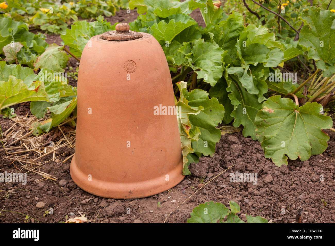 Bell traditionnels en argile-jar in situ, dans un patch de rhubarbe d'un potager, UK Banque D'Images
