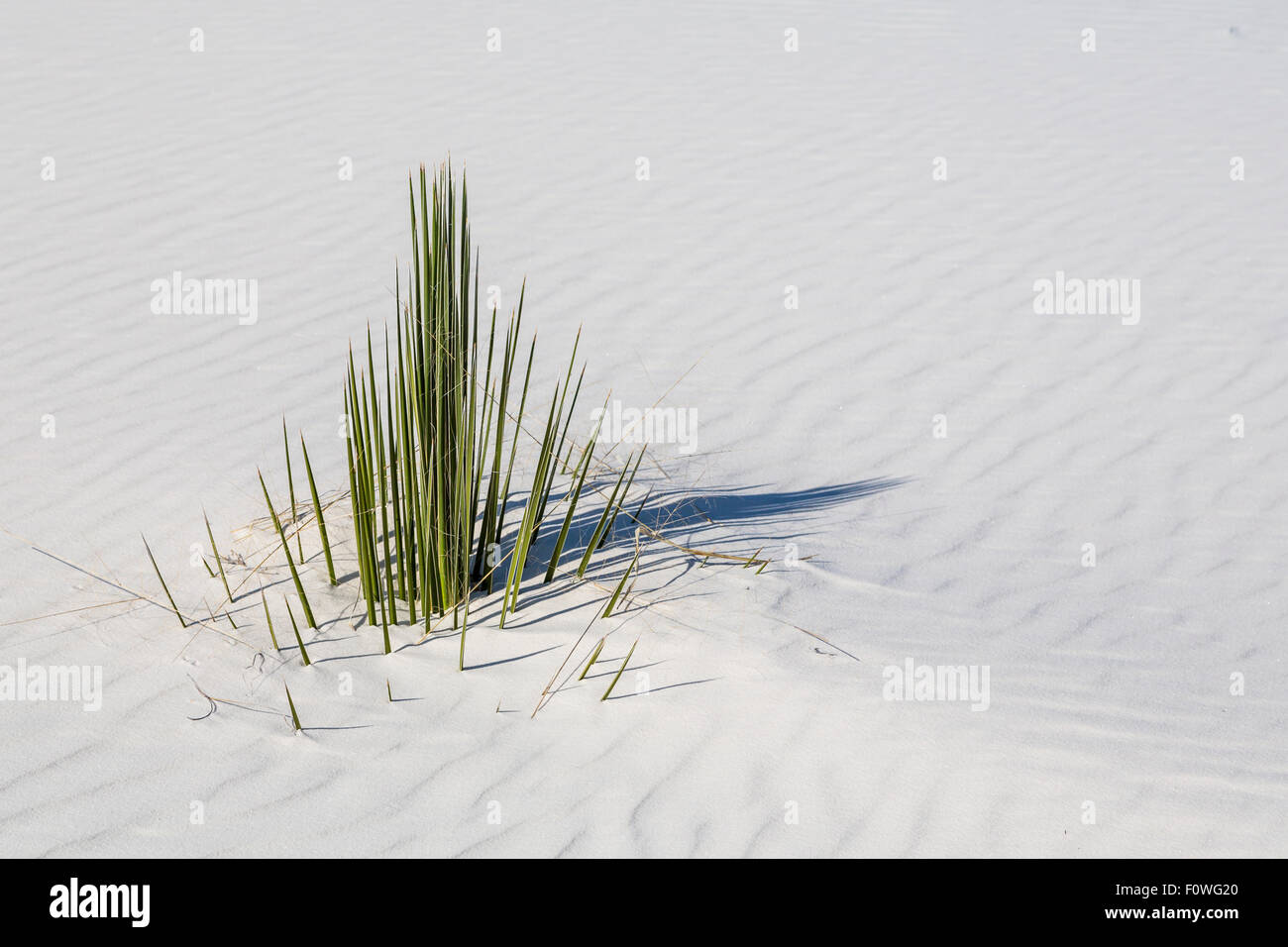 Un yucca plante partiellement submergés dans la dunes de gypse de White Sands National Monument le près de Alamogordo, Nouveau Mexique, USA. Banque D'Images