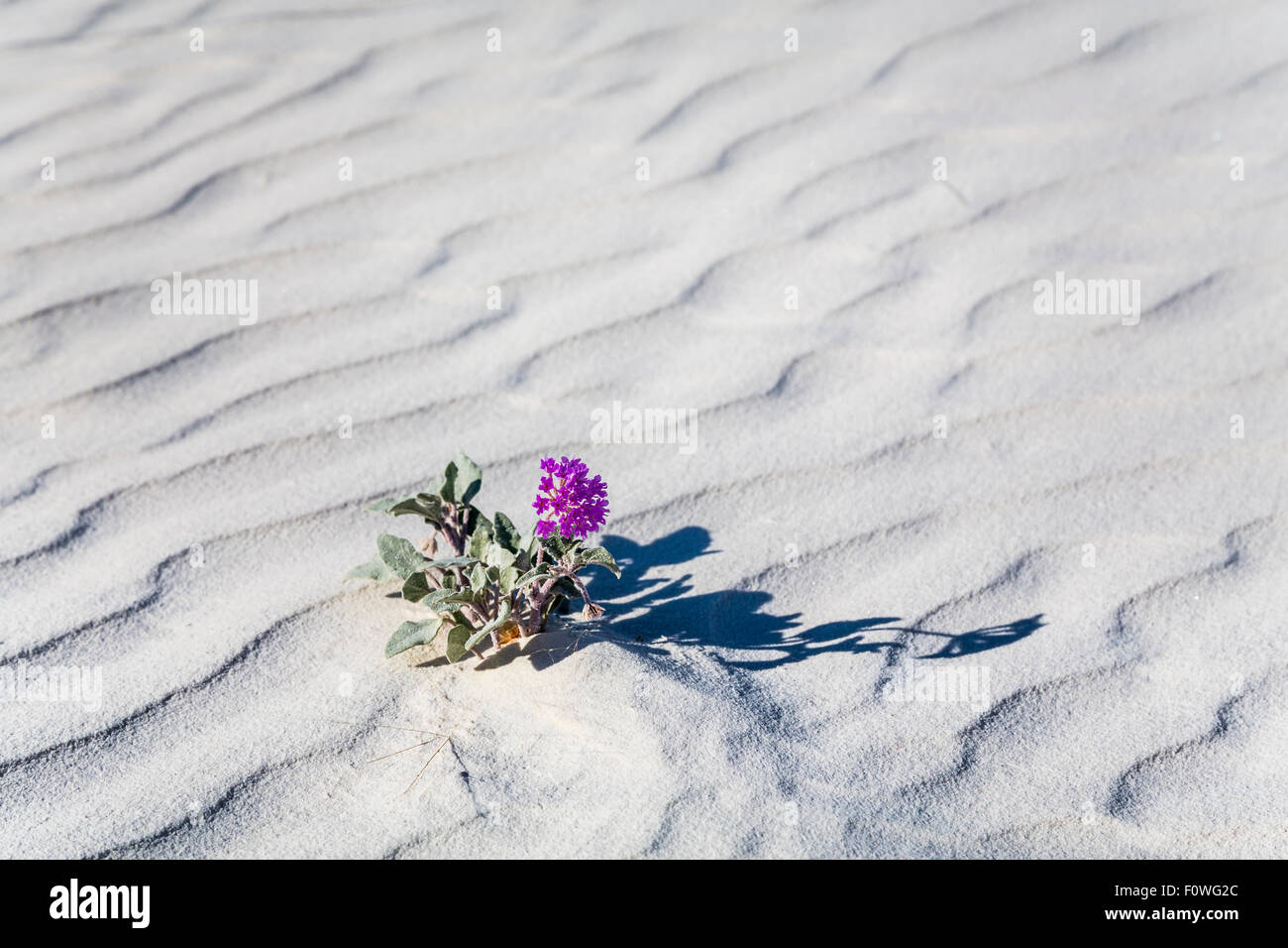 Une usine de l'abronie pourpre qui fleurit dans les dunes de gypse de White Sands National Monument le près de Alamogordo, Nouveau Mexique, USA. Banque D'Images