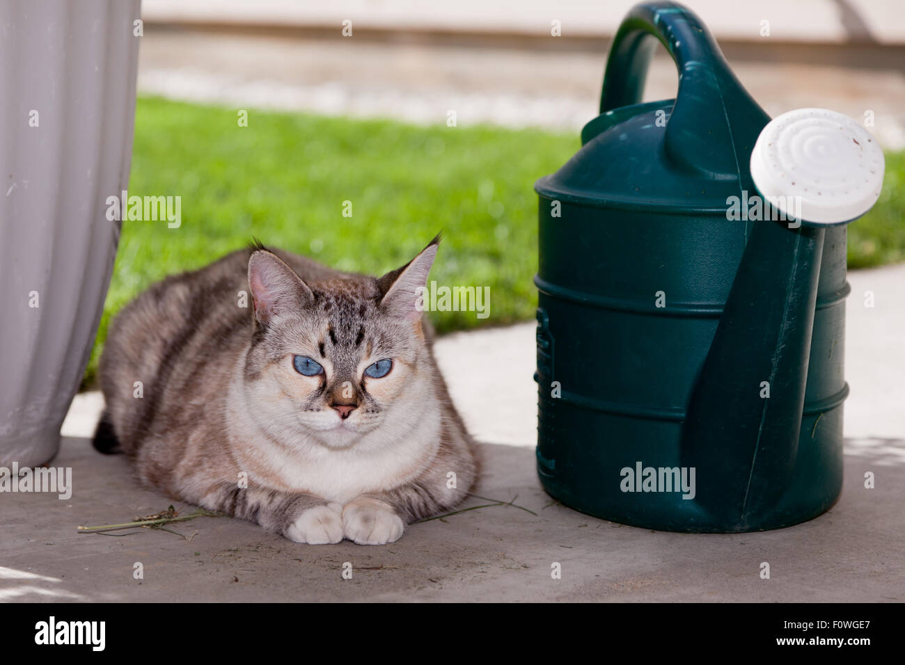 Un chat en plein air aux yeux bleus portant sur un patio à côté d'un arrosoir vert. Banque D'Images