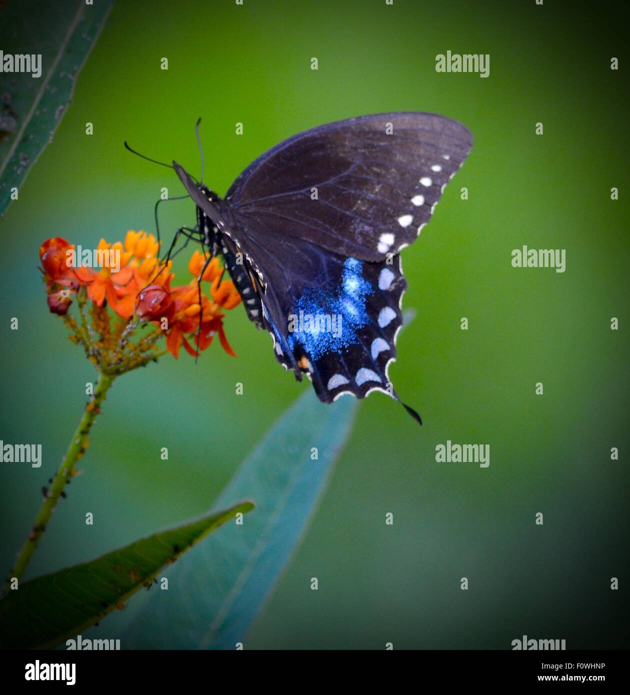 Black swallowtail butterfly, faune, insecte Banque D'Images