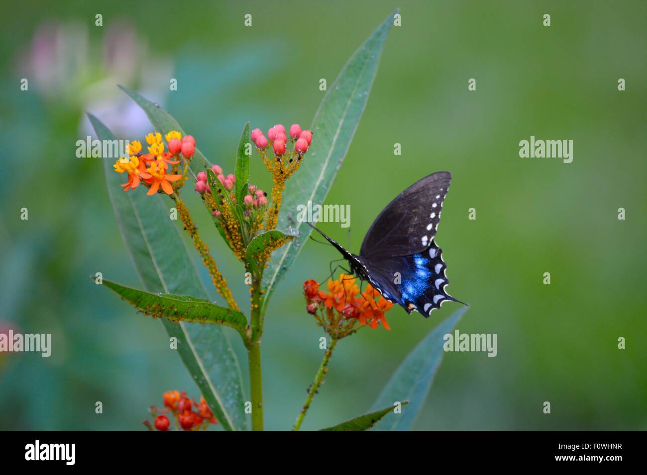 Black swallowtail butterfly, faune, insecte Banque D'Images