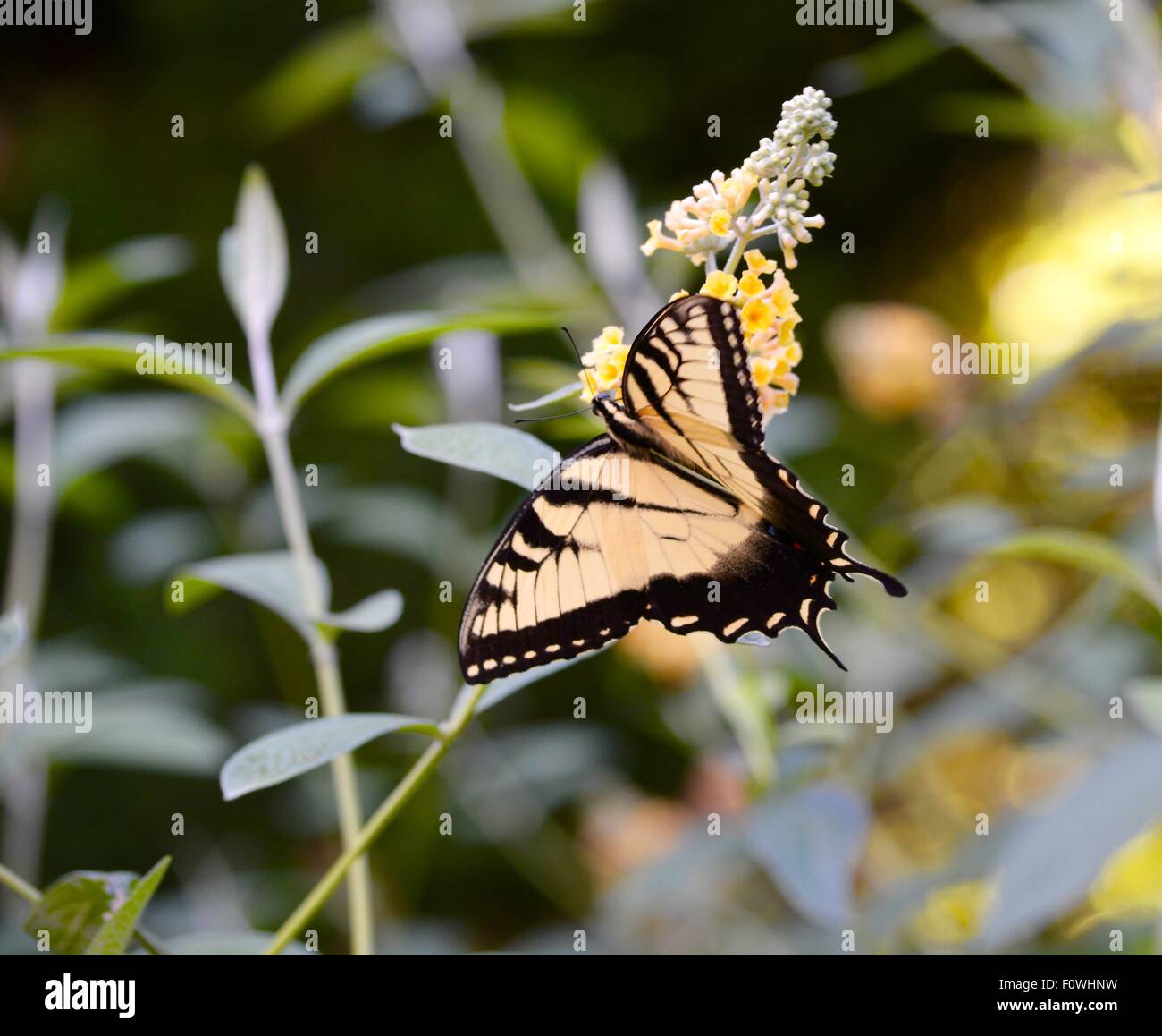 La faune, papillon du machaon jaune Banque D'Images