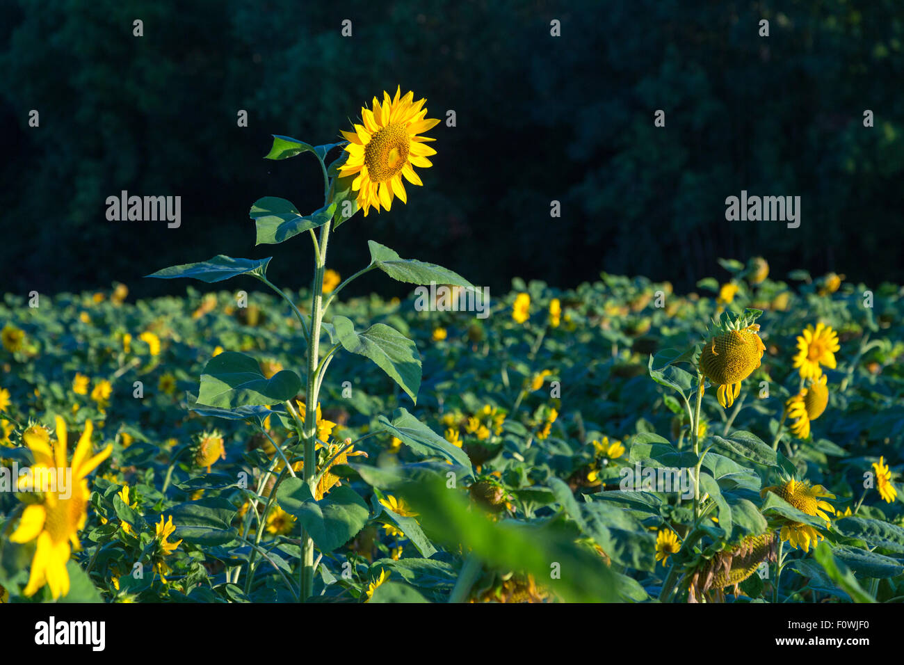 En fleur TOURNESOL Helianthus, Charente, France Banque D'Images