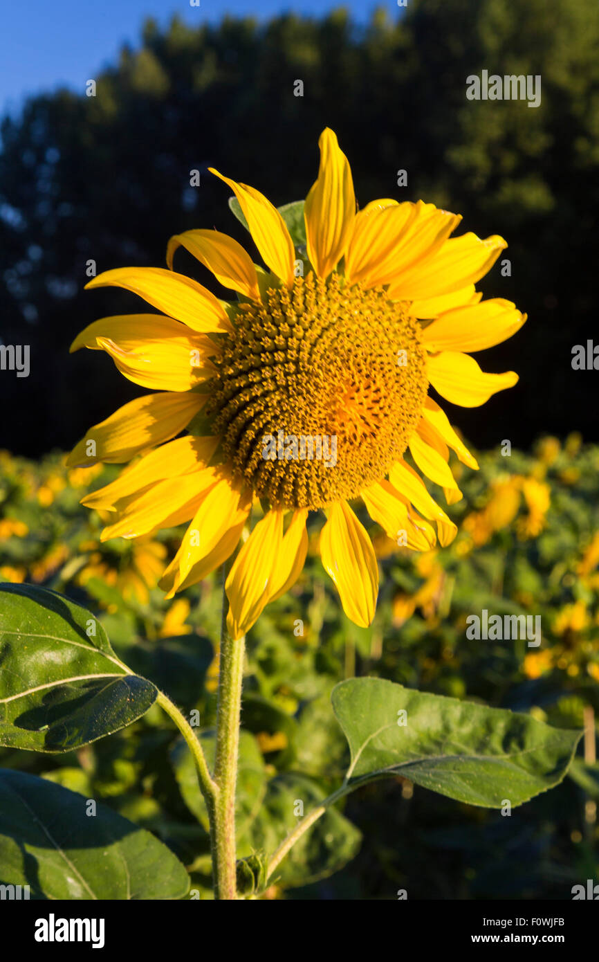 En fleur TOURNESOL Helianthus, Charente, France Banque D'Images