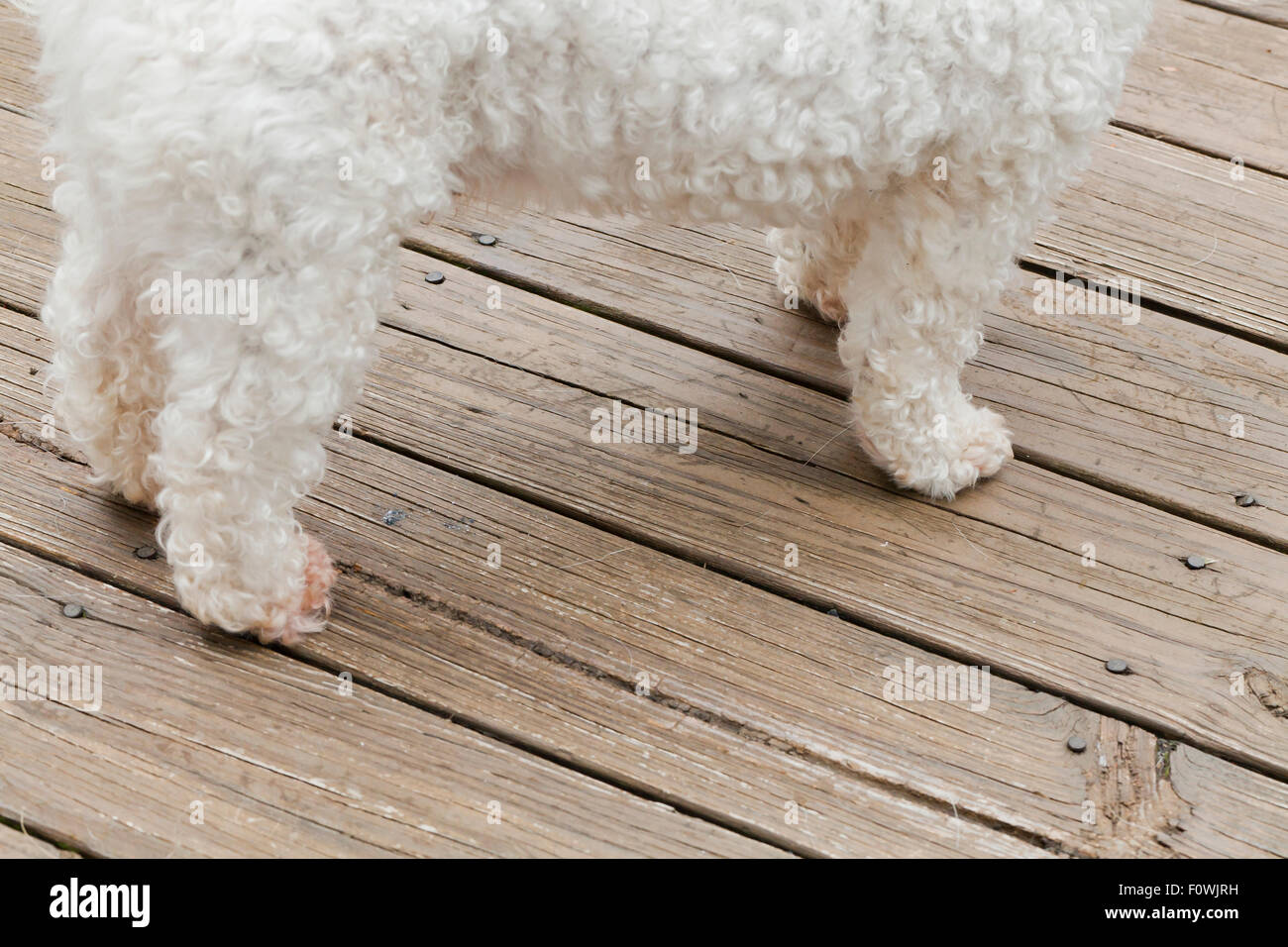 Pattes d'un chien caniche miniature Banque D'Images