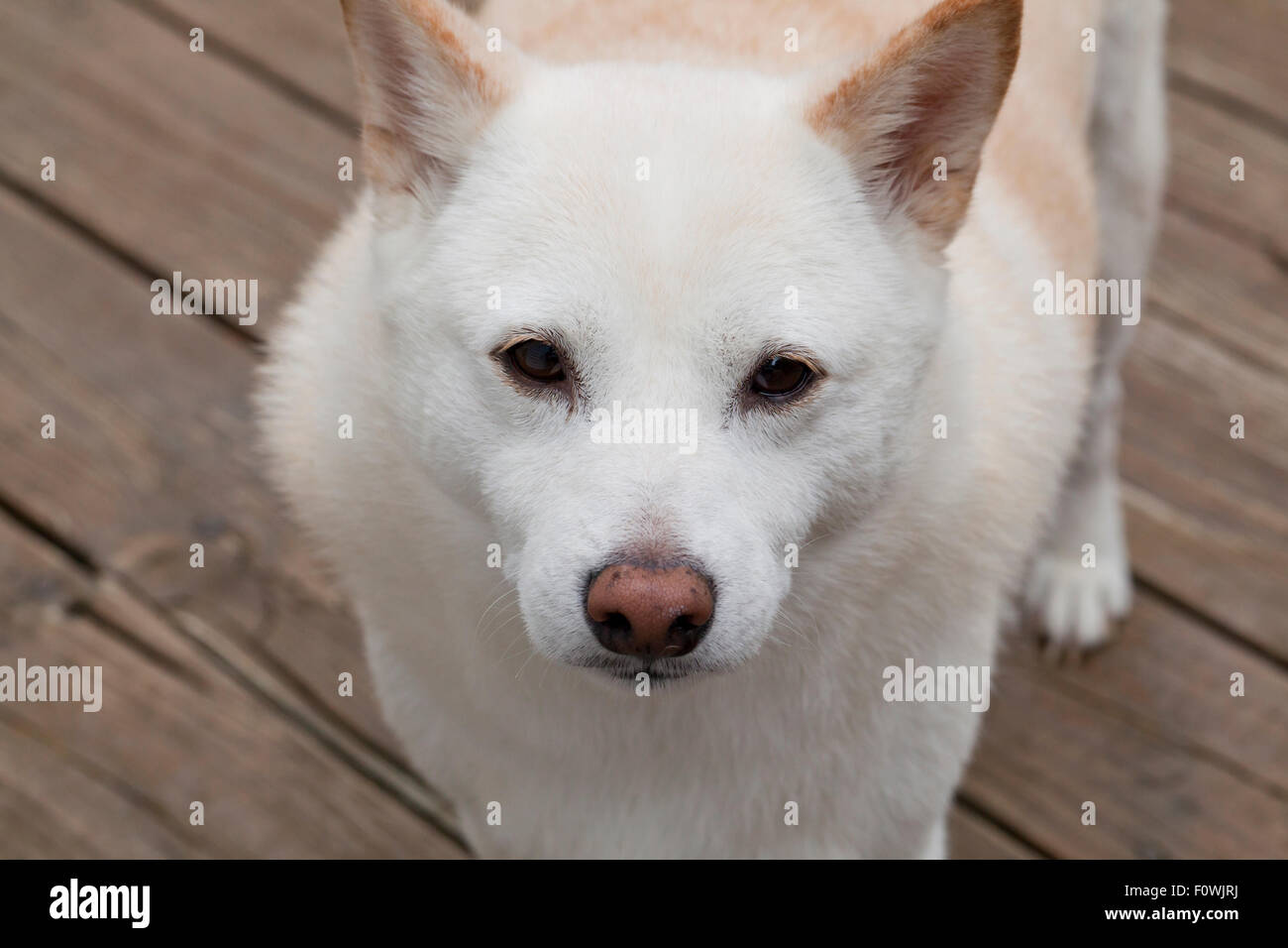 Le visage de Shiba Inu Banque D'Images