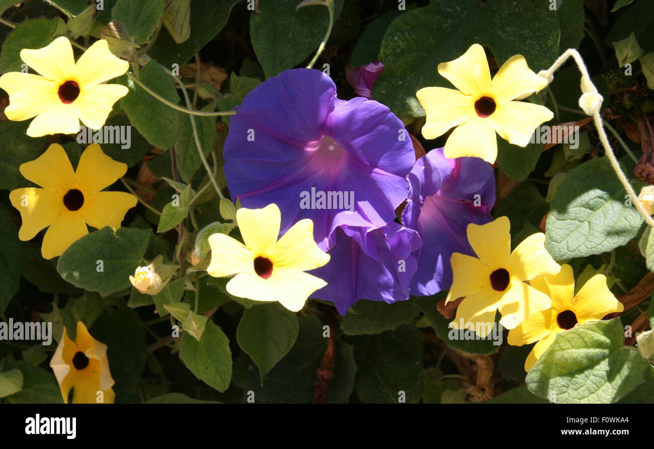 Matin gloires et Susans black-eyed Banque D'Images