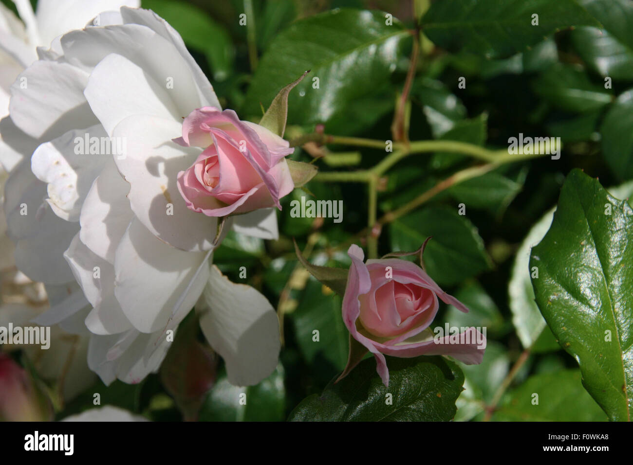 Roses rose et blanc Banque D'Images