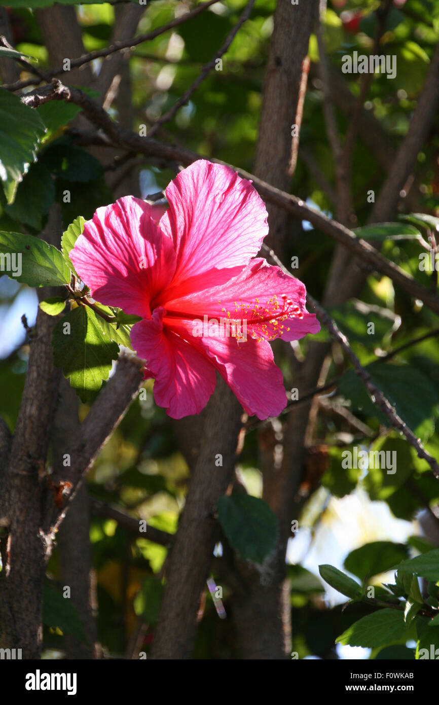 Hibiscus rose foncé avec éclairage arrière Banque D'Images