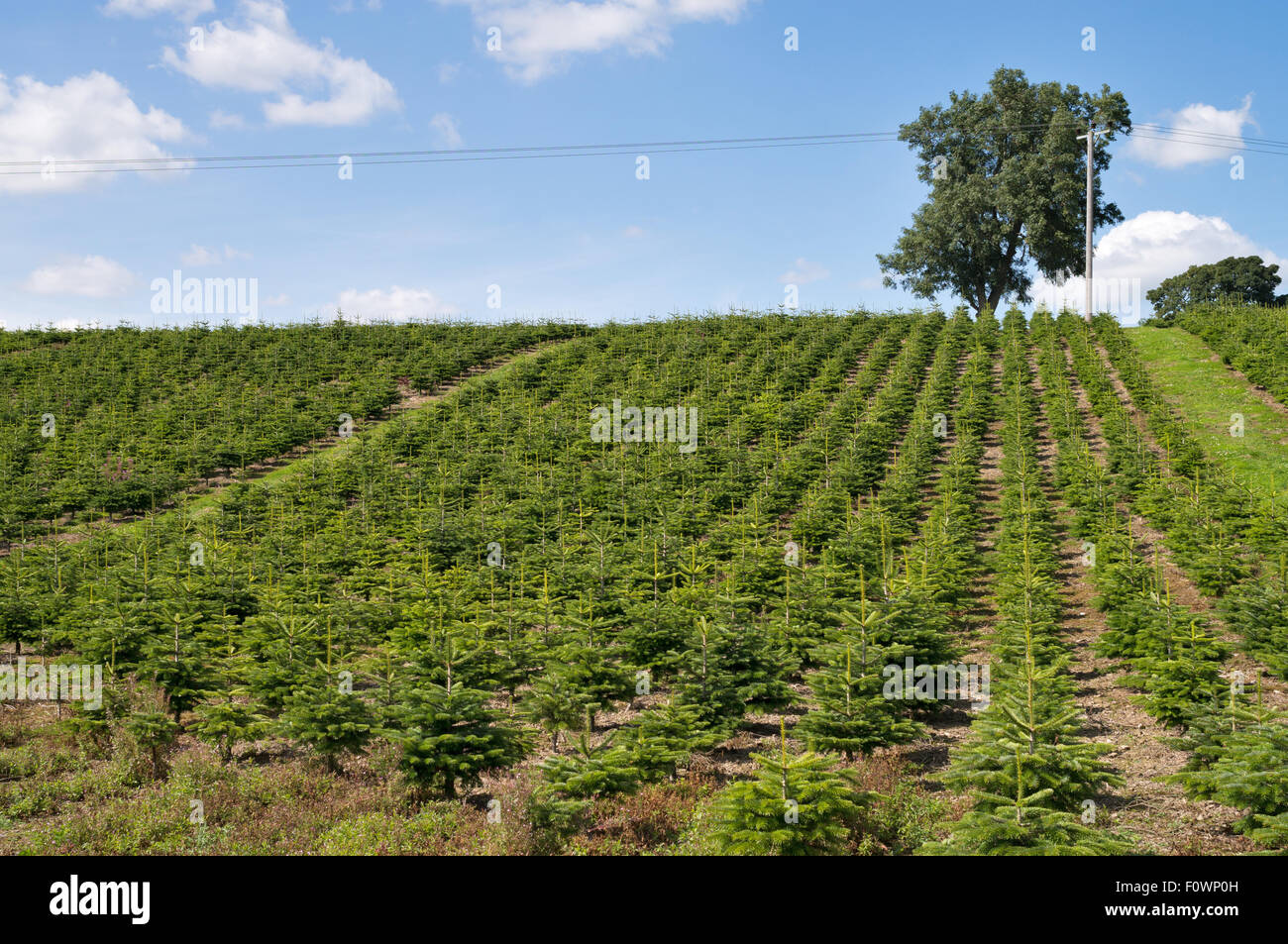 Une plantation de jeunes conifères par Netherraw Forestry Ltd, à Lilliesleaf, Melrose, Ecosse, Royaume-Uni Banque D'Images