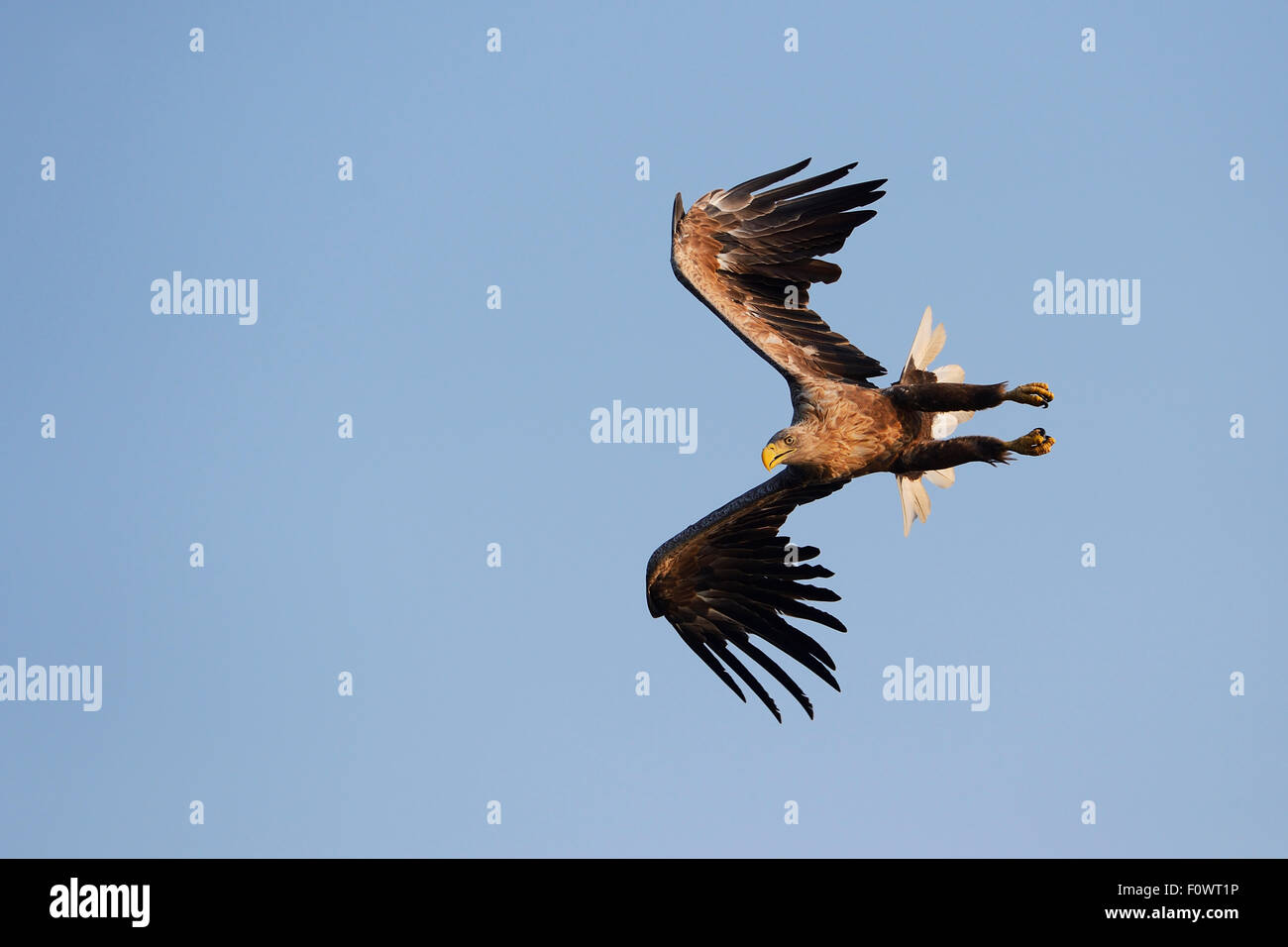 L'aigle de mer à queue blanche (Haliaeetus albicilla), volant, extraite du fishing boat on sea eagle safari tour, Stettin Lagoon, de l'Oder, delta Pologne, août. Banque D'Images