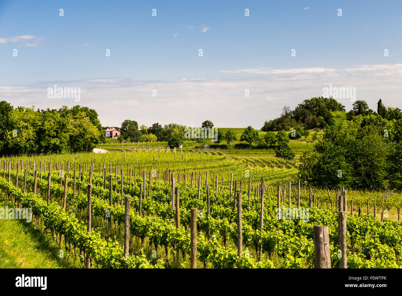 La culture de la vigne dans la campagne italienne dans un jour d'été orageux Banque D'Images
