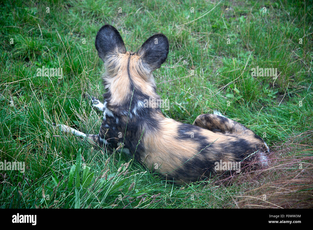 Les chiens de chasse sauvage d'Afrique au Zoo de Londres. Banque D'Images