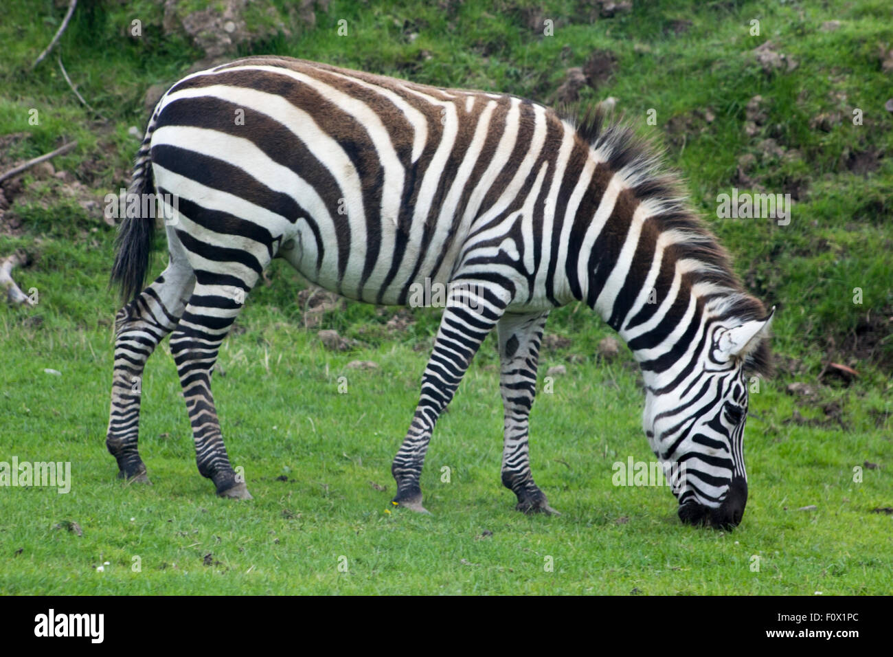 Zebra mange de l'herbe Photo Stock Alamy