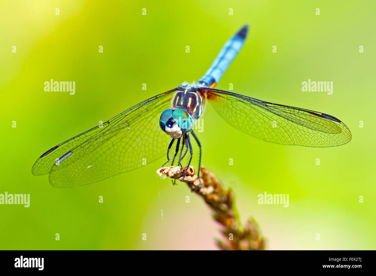 Dasher bleu libellule Banque D'Images