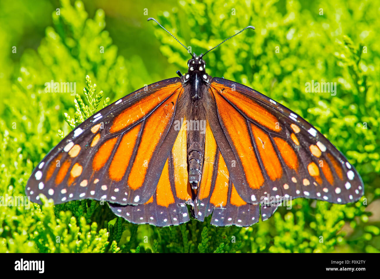 Papillon monarque Banque D'Images