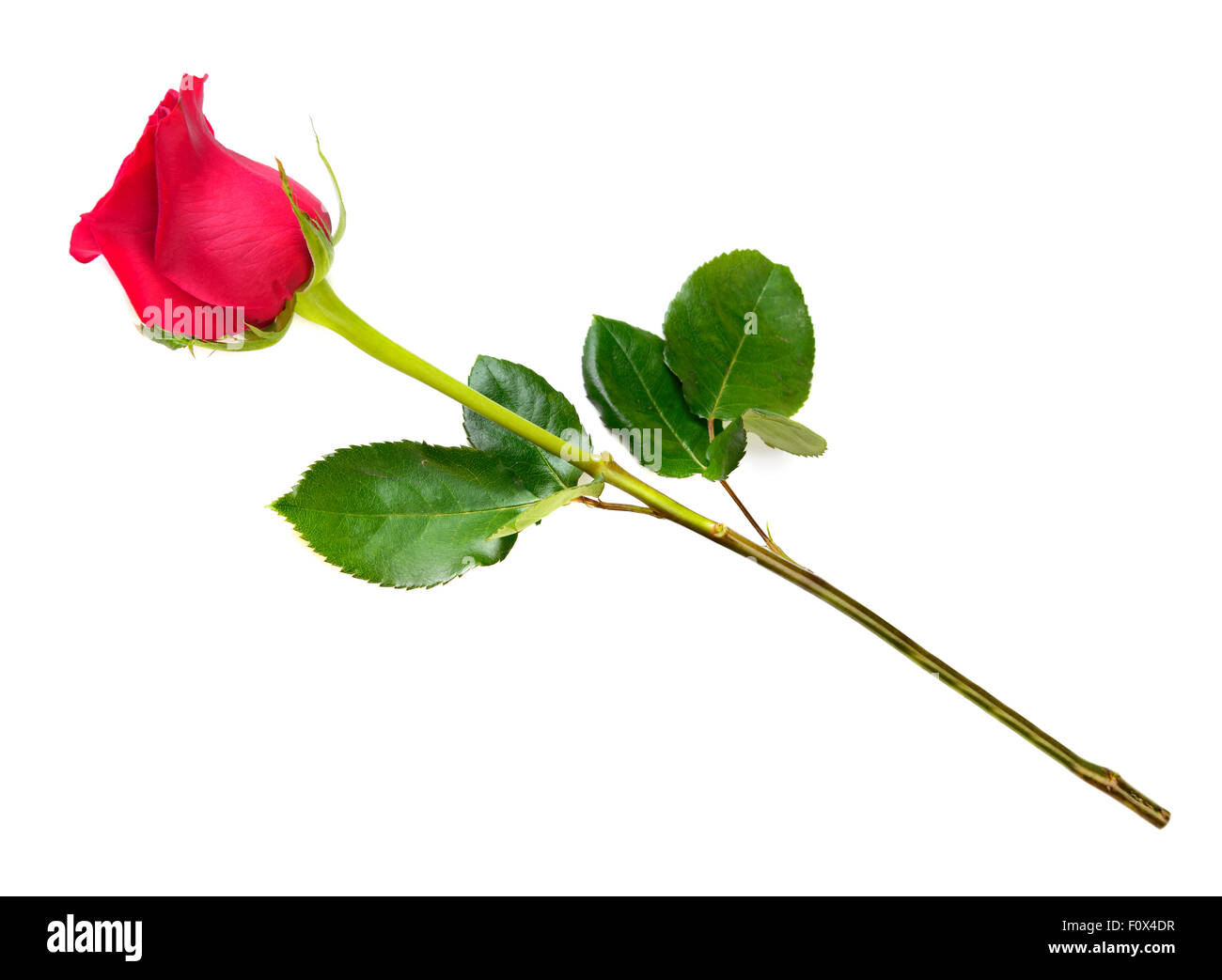 Une rose rouge fleur par cadeaux Banque D'Images