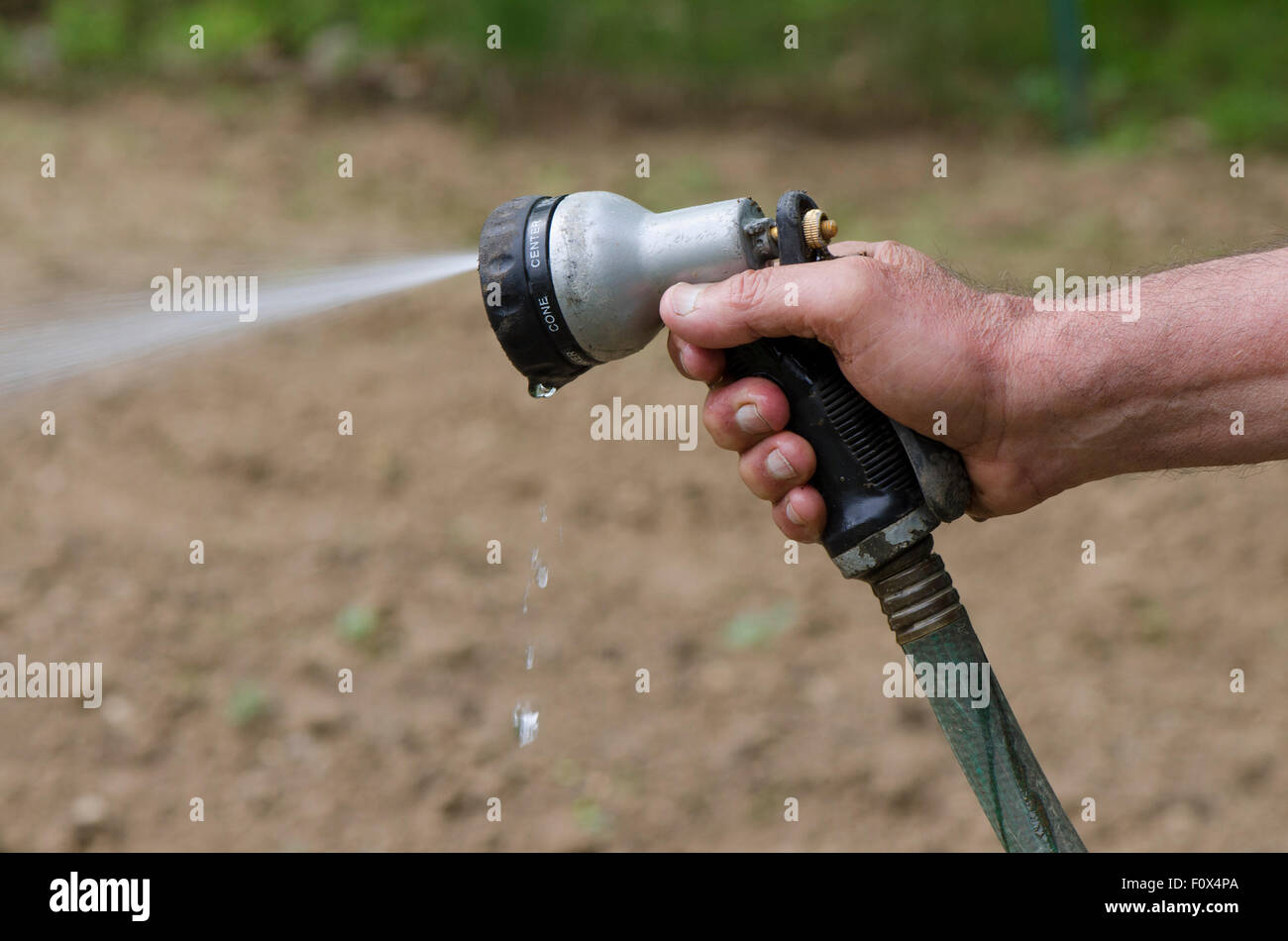 Arrosage potager manuellement avec un flexible. USA Banque D'Images