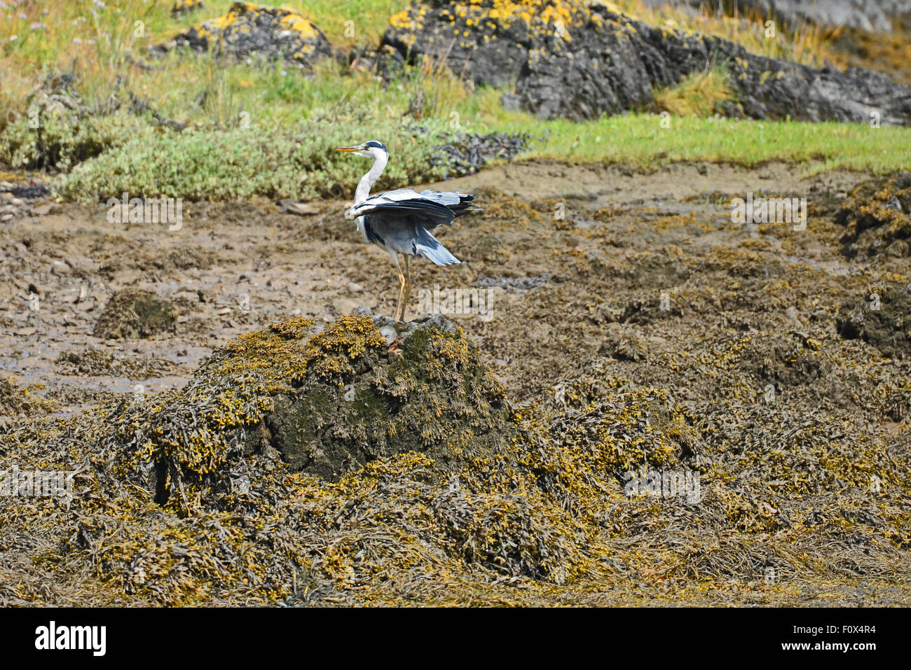 Les oiseaux sauvages de la grue se percher le détroit de Menai Anglesey au nord du Pays de Galles UK Banque D'Images