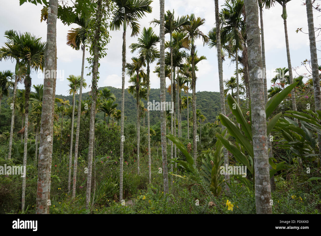 Des palmiers et des fleurs dans la forêt tropicale Banque D'Images