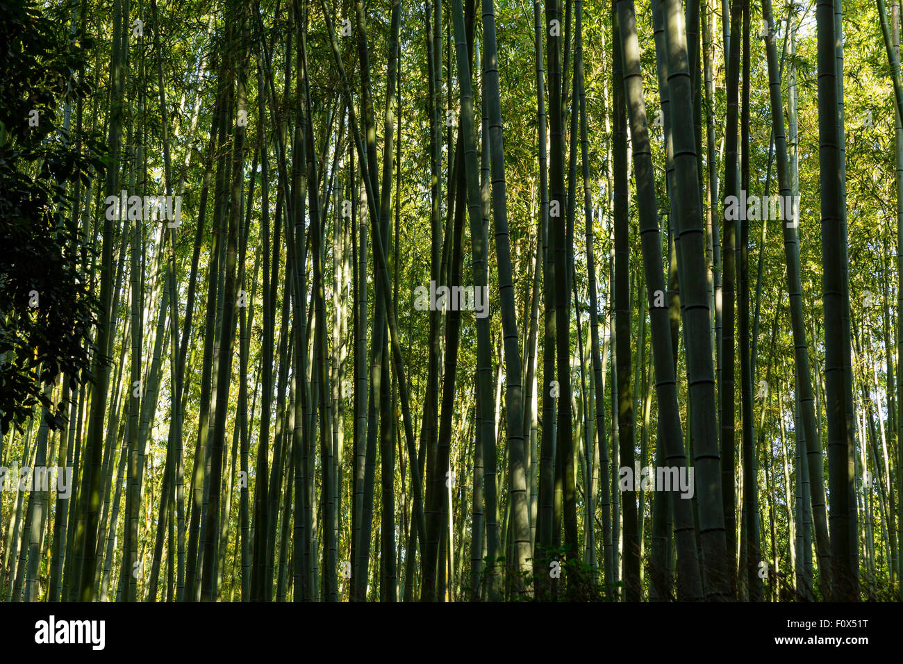 Bamboo Grove Arashiyama, Ukyo ward, Kyoto, Kyoto Prefecture, Japan Banque D'Images