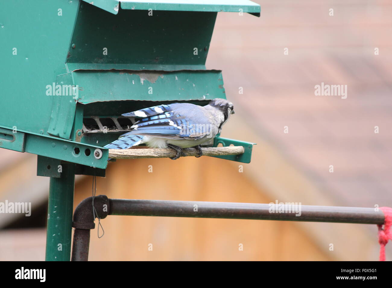 Le Geai bleu (Cyanocitta cristata) sur un jardin mangeoire pour oiseaux. Banque D'Images