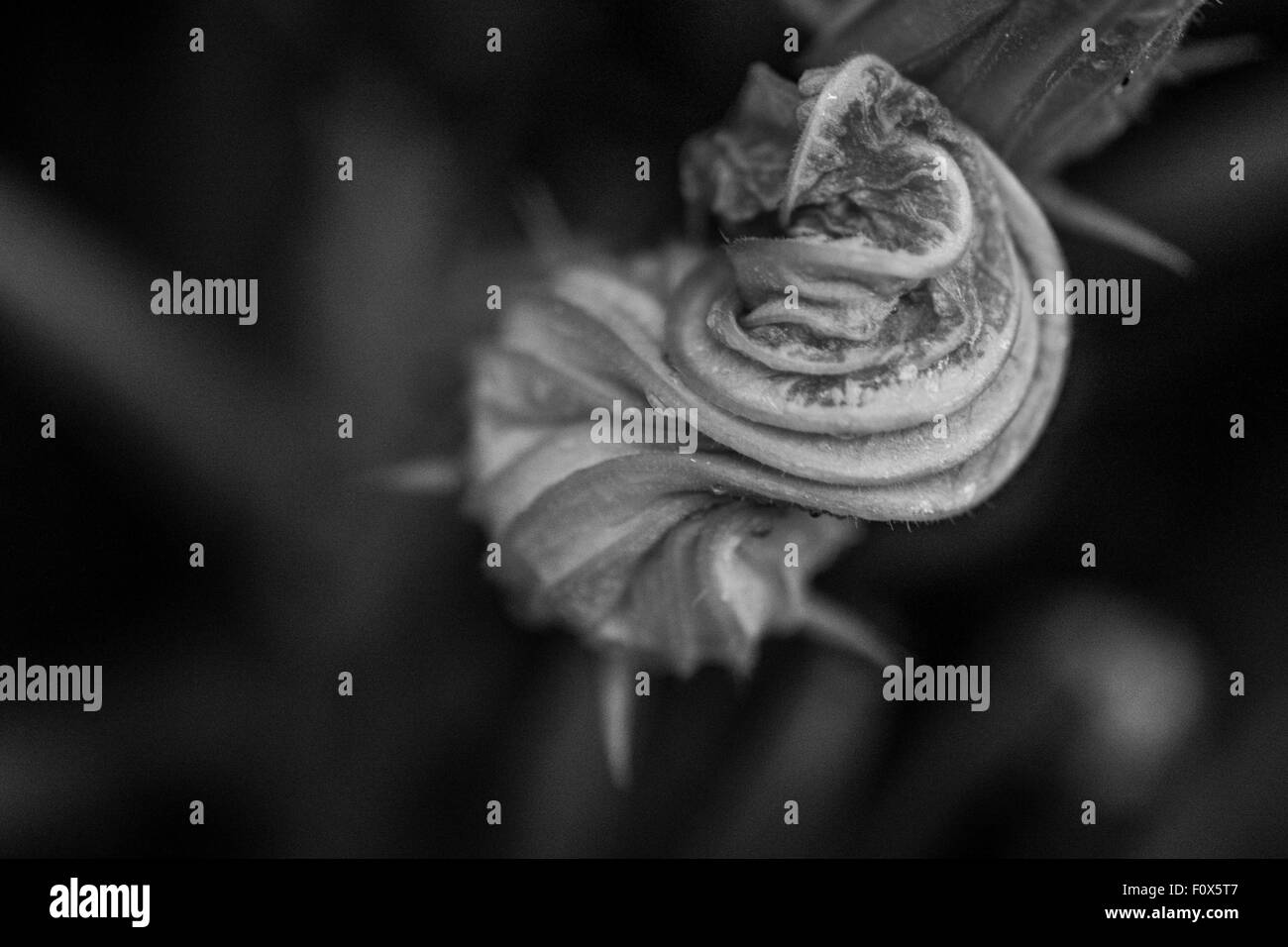 Une image en noir et blanc d'une fleur de courgette qui s'est fané Banque D'Images