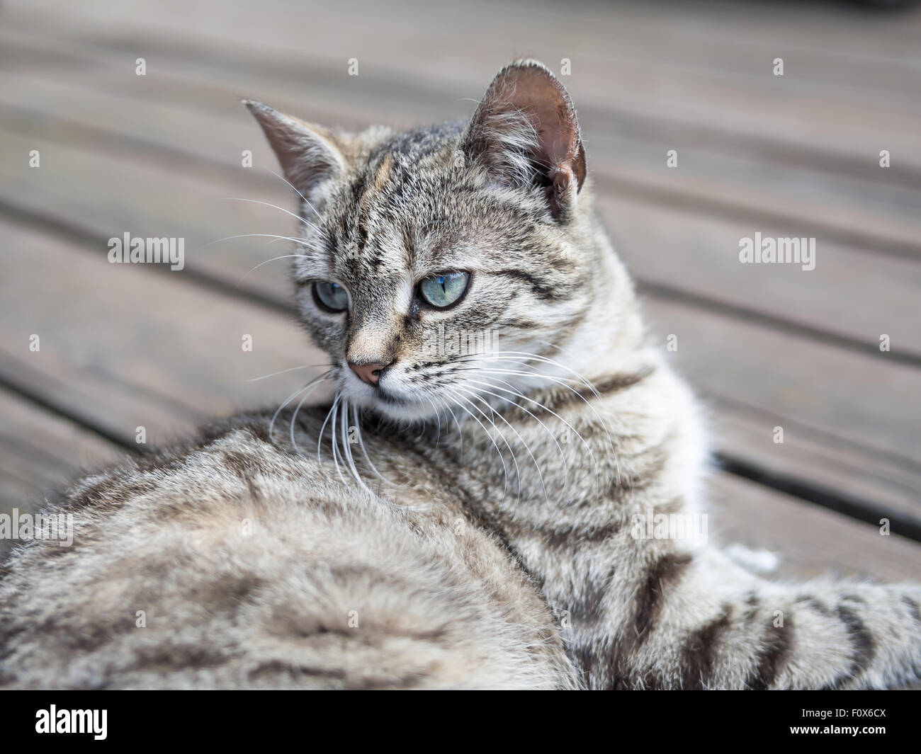 Cat lying on o bois couleurs douces Banque D'Images