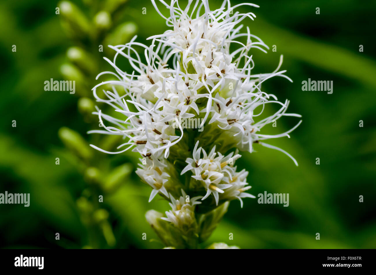 (Liatris Liatris spicata) alias Gayfeather ou sanicle de bouton Liatris Banque D'Images