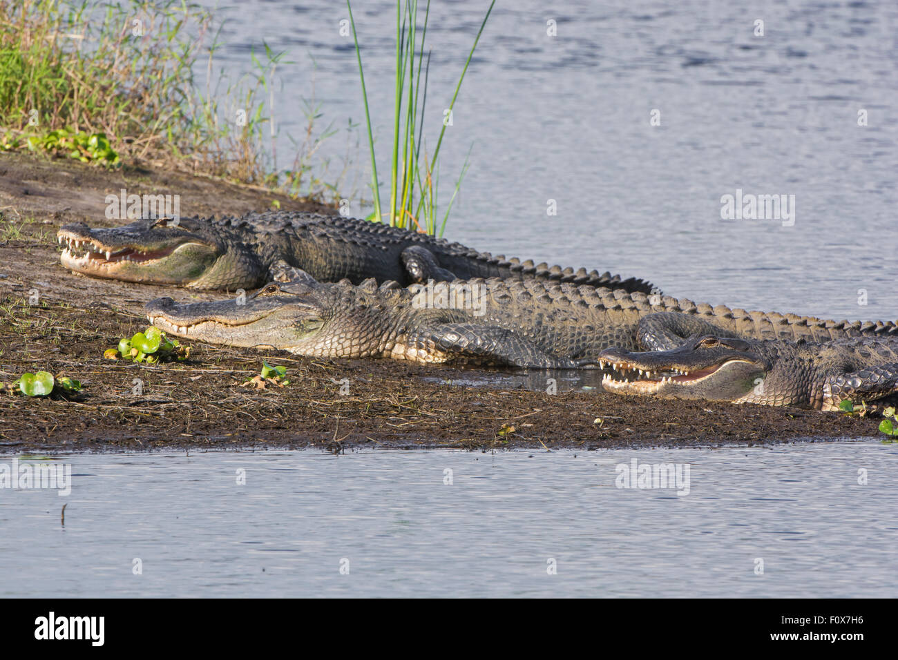 Alligator Alligator mississippiensis () Banque D'Images