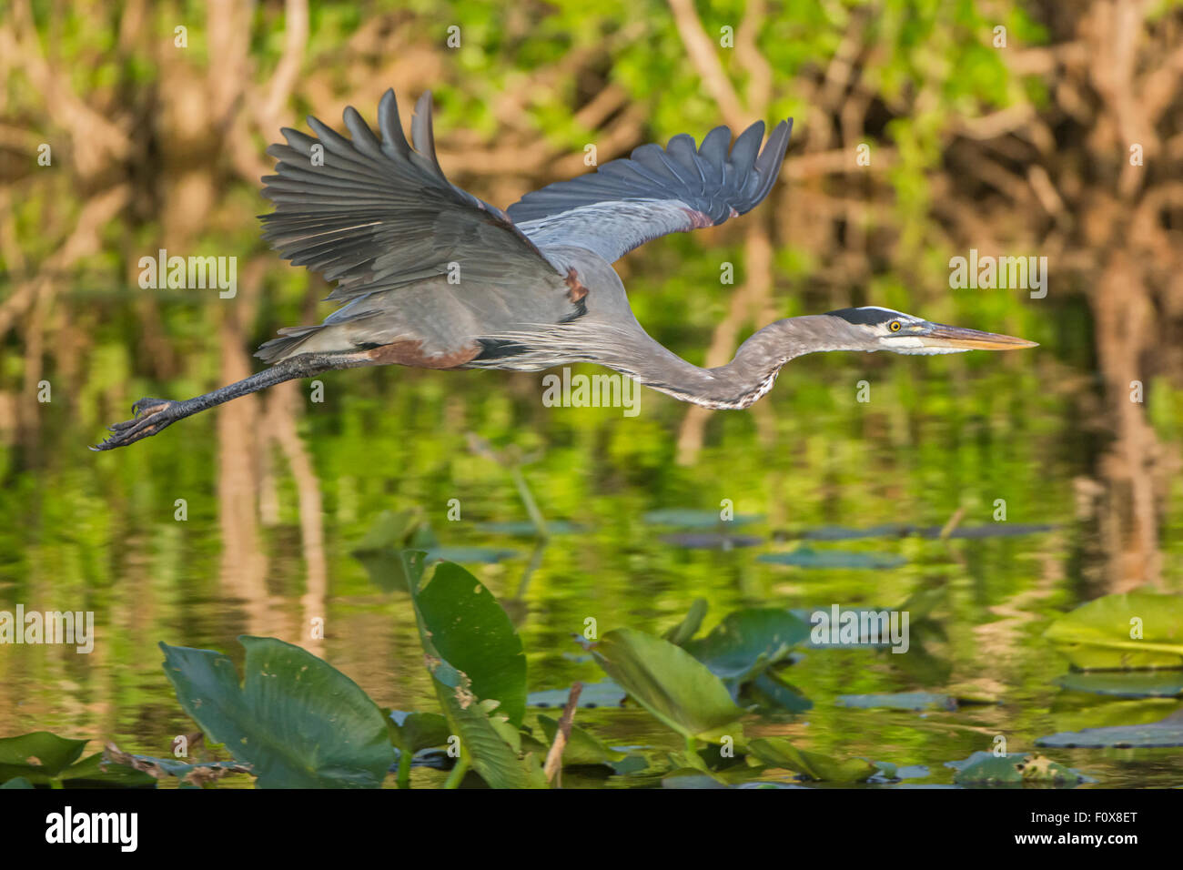 Grand Héron (Ardea herodias). Le Parc National des Everglades, en Floride, aux États-Unis. Banque D'Images Grand Héron (Ardea herodias). Le Parc National des Everglades, en Floride, aux États-Unis. Banque D'Images