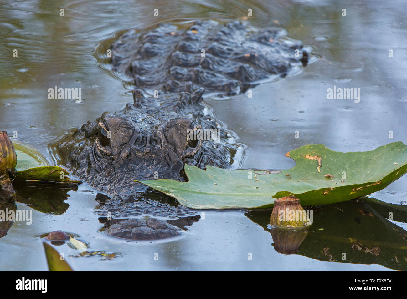 Alligator Alligator mississippiensis () Banque D'Images