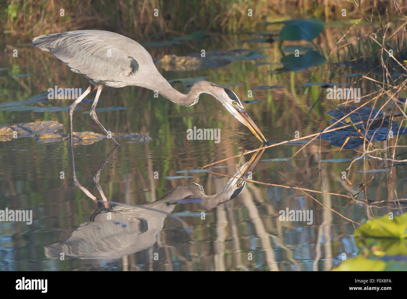 Grand Héron (Ardea herodias). Le Parc National des Everglades, en Floride, aux États-Unis. Banque D'Images Grand Héron (Ardea herodias). Le Parc National des Everglades, en Floride, aux États-Unis. Banque D'Images