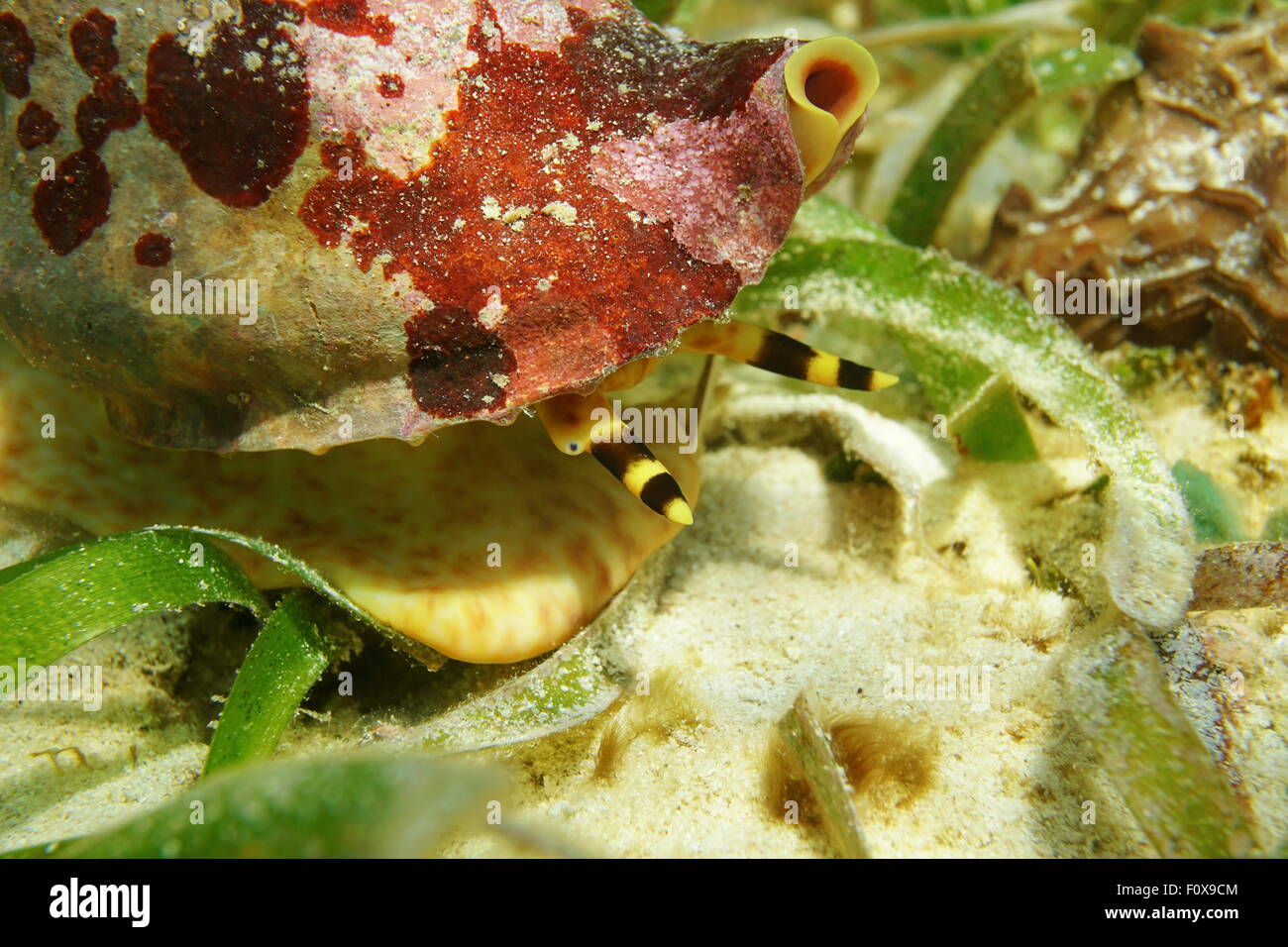 La vie marine sous l'eau, Close up image de la tête d'un mollusque, trompette triton Charonia variegata, mer des Caraïbes Banque D'Images