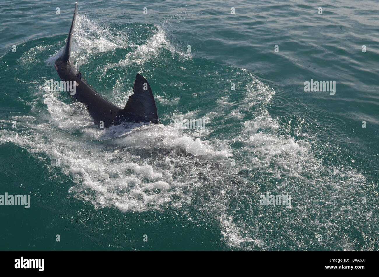 Grand Requin Blanc Banque D'Images