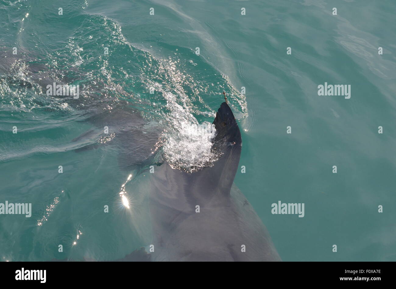 Grand Requin Blanc Banque D'Images