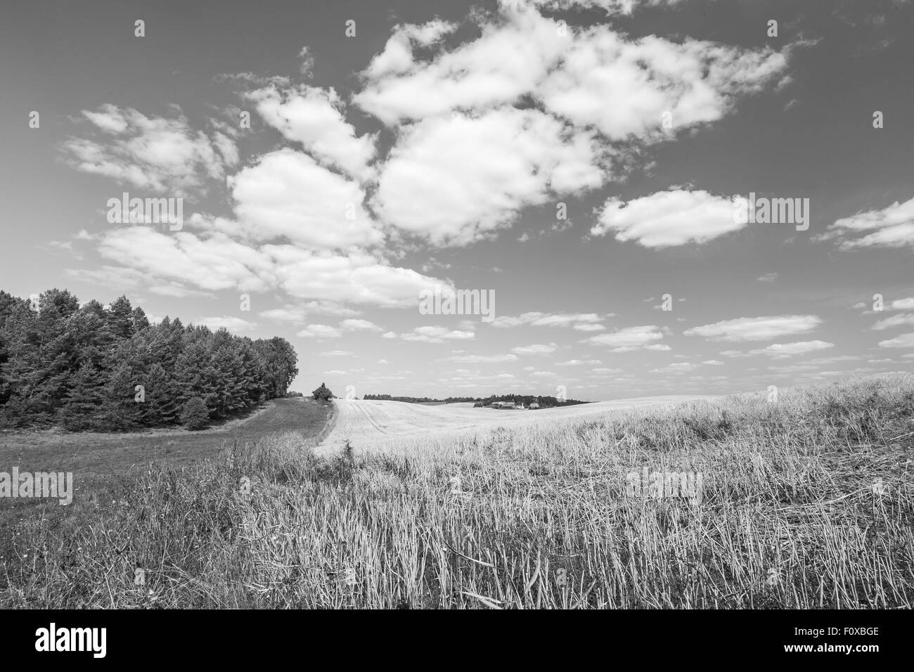 Champ de chaumes sous ciel avec nuages blancs. Photo en noir et blanc. Paysage d'été. Campagne polonaise. Banque D'Images